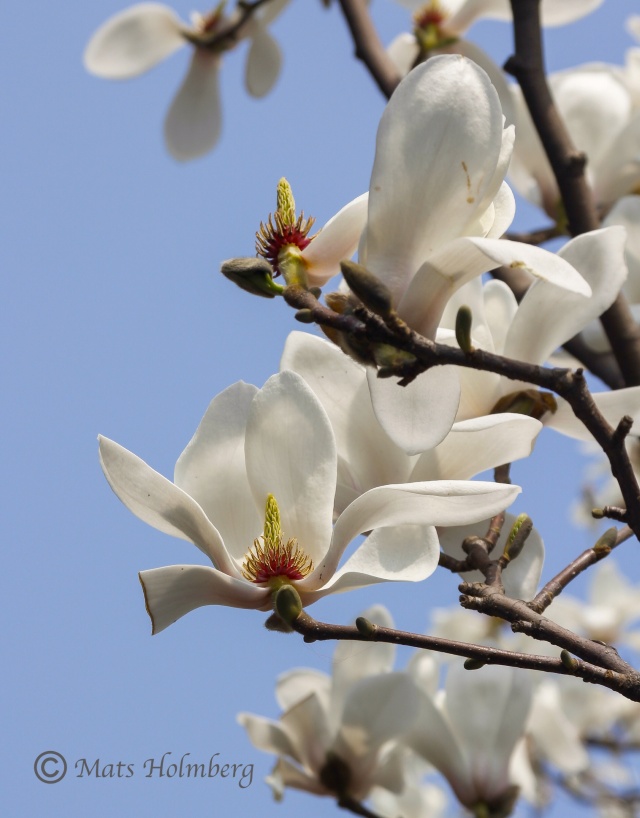 Foto Mats Holmberg  Magnolian blommar i Sommarmpalatset